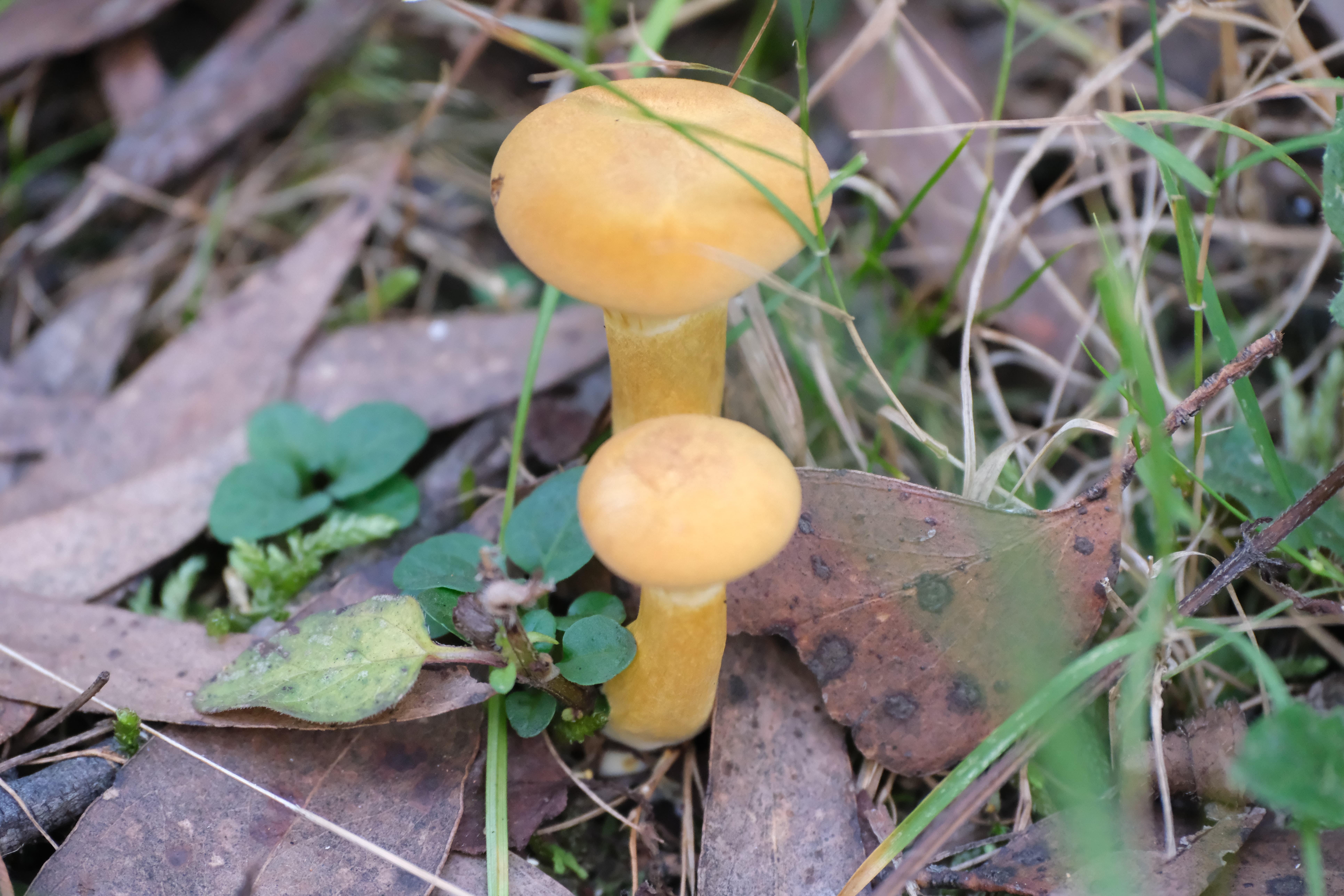 DSCF0128.jpg